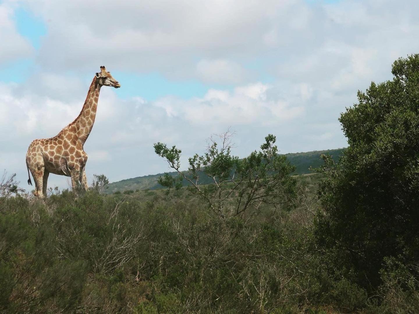 Umbono Private Game Lodge Alexandria  Extérieur photo